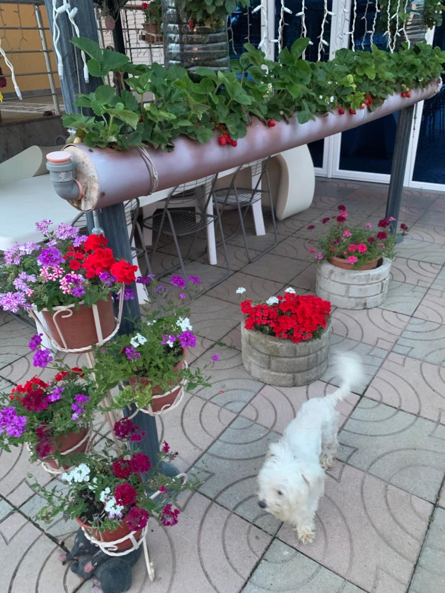 Hotel Villa Linda Shkodër 外观 照片